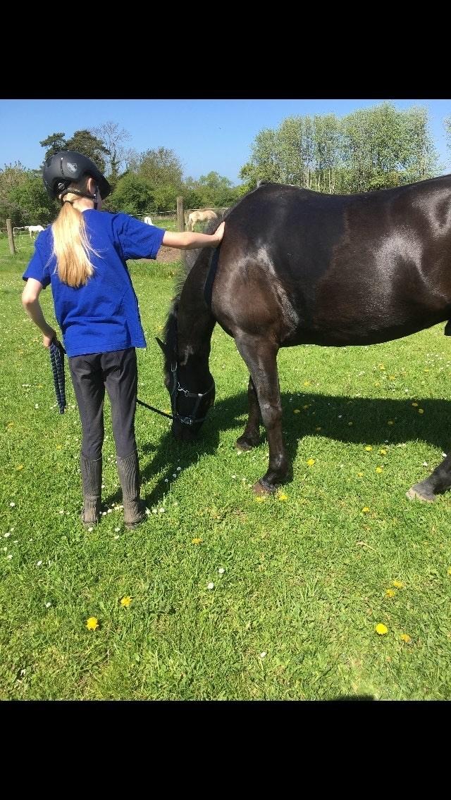 New Forest Danish delight billede 10