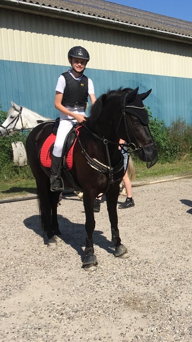 New Forest Danish delight billede 11