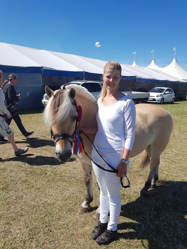 Fjordhest Baldur - Hjørring Dyrskue 2018, bedste vallak i gruppen for krydsningsheste. billede 7