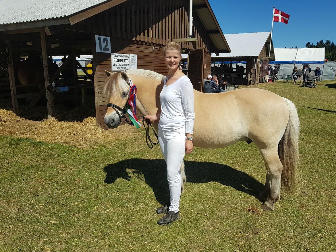 Fjordhest Baldur - Hjørring Dyrskue 2018. Flot vallak på 18 år. billede 8