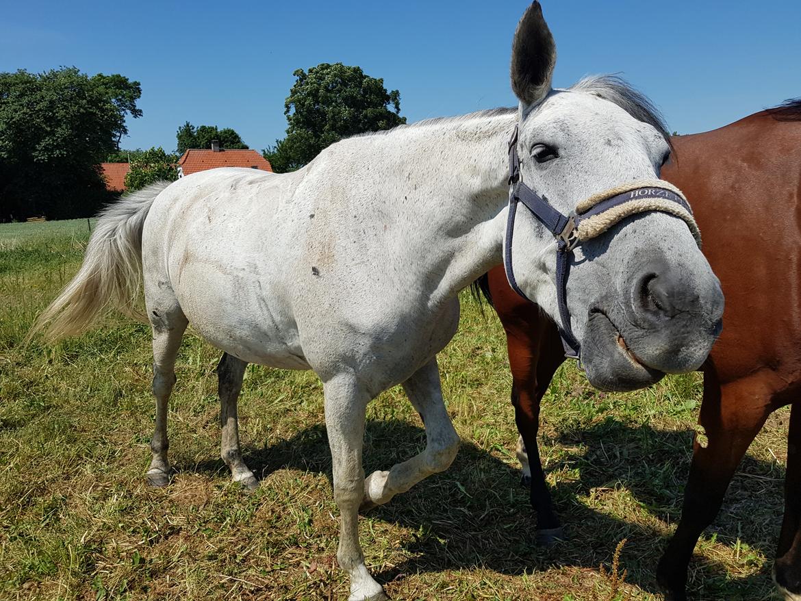 Anden særlig race Stensgården Marquis - Derpy derp billede 2