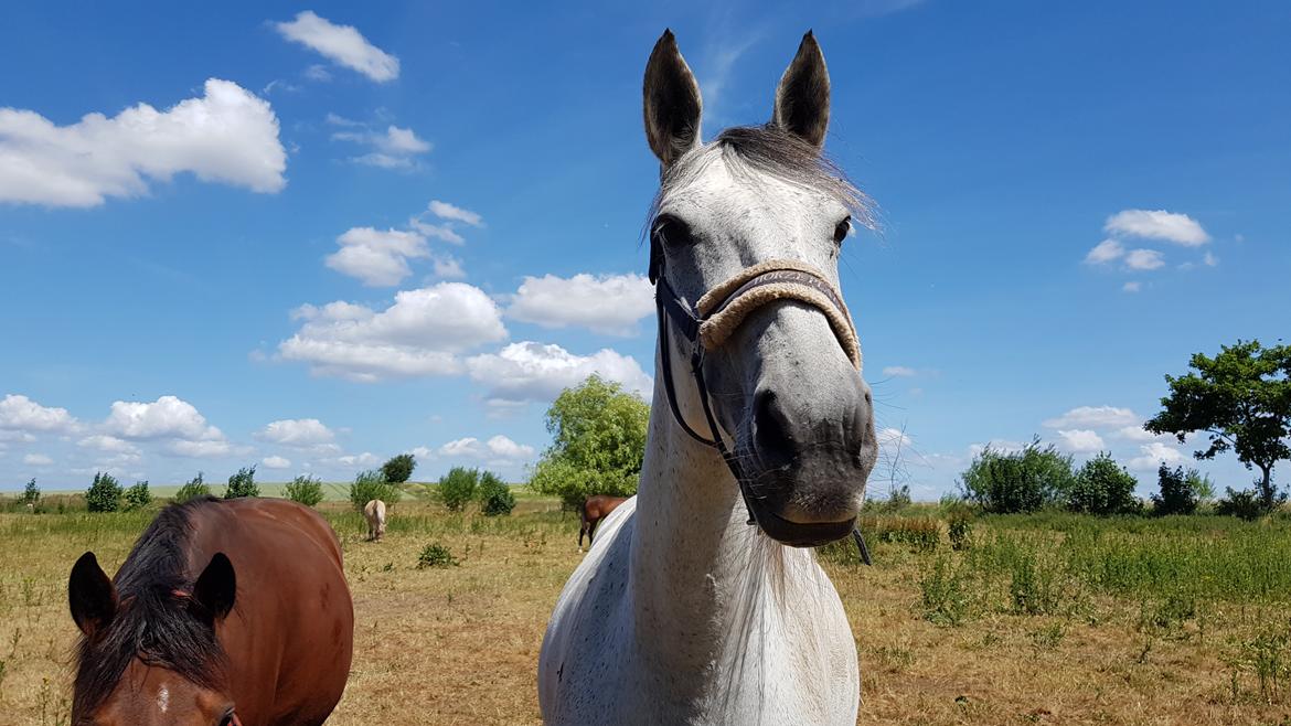 Anden særlig race Stensgården Marquis - Velkommen til Marquis' profil! :D' billede 1