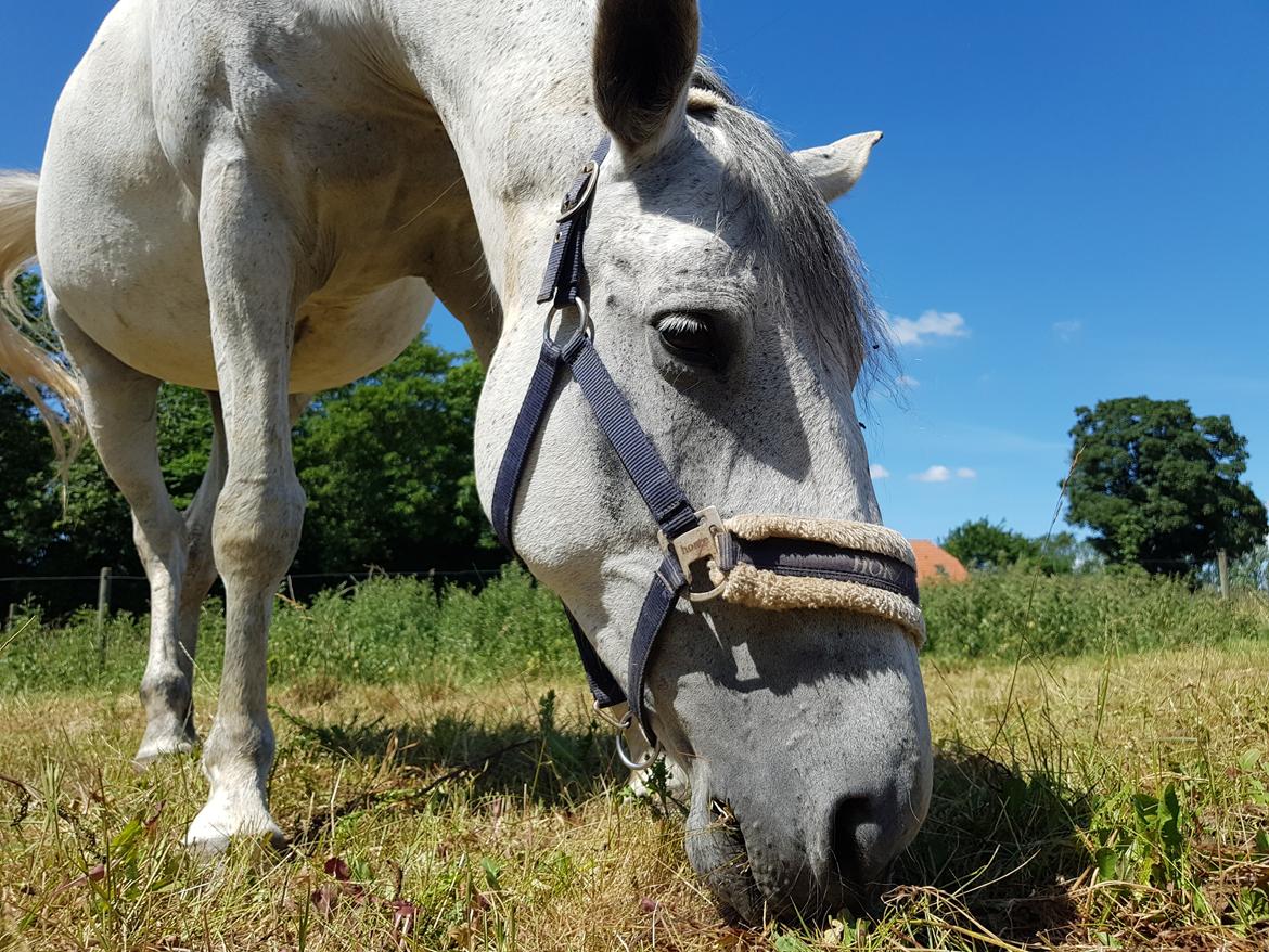 Anden særlig race Stensgården Marquis - Mums billede 10