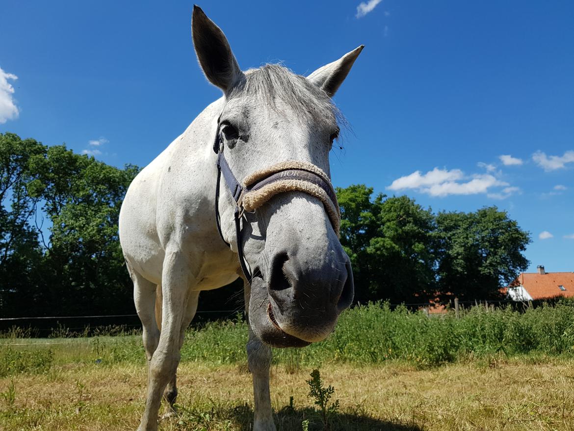 Anden særlig race Stensgården Marquis billede 6