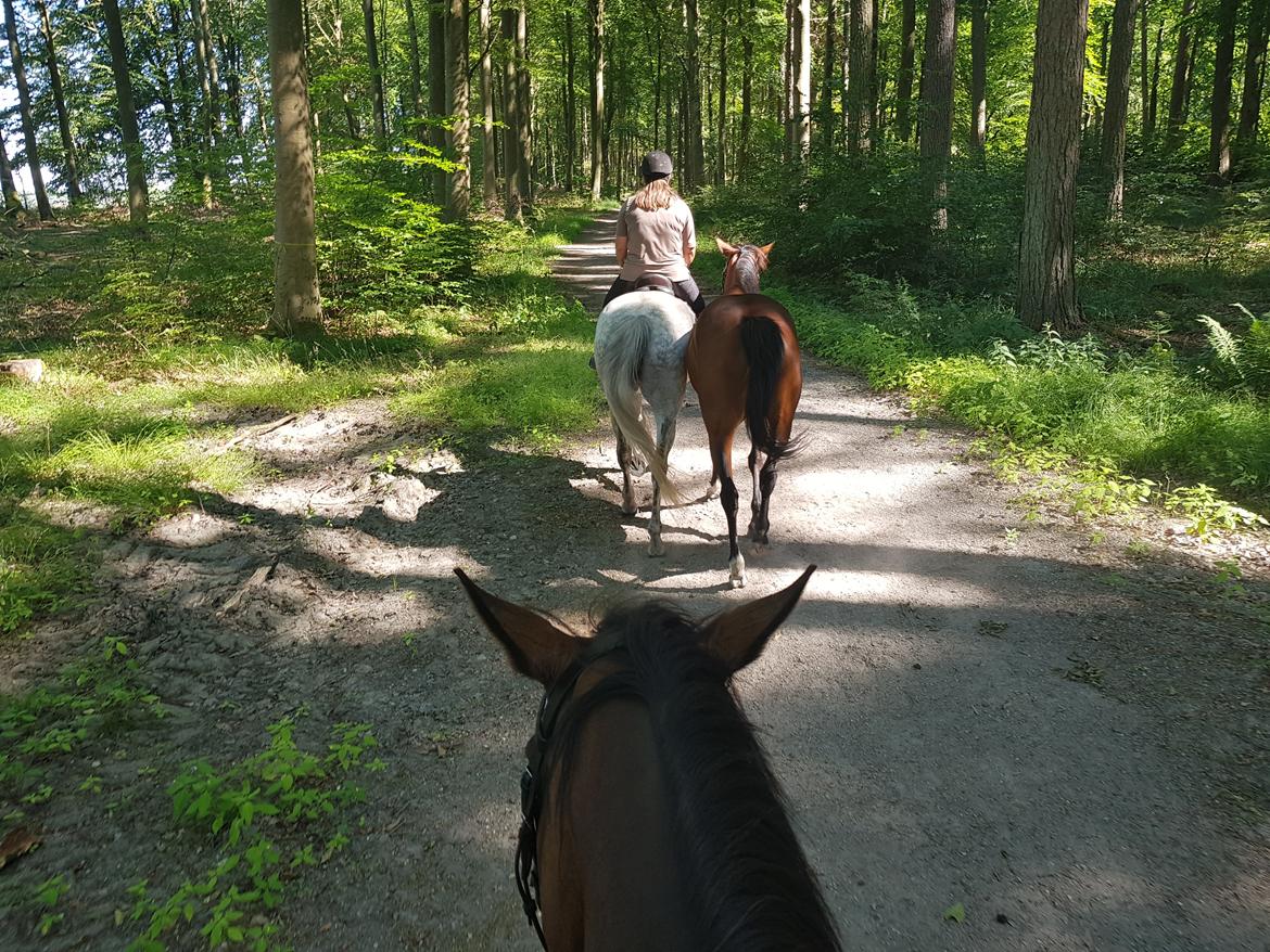 Anden særlig race Stensgården Marquis - På tur med Mocce og Billie billede 11