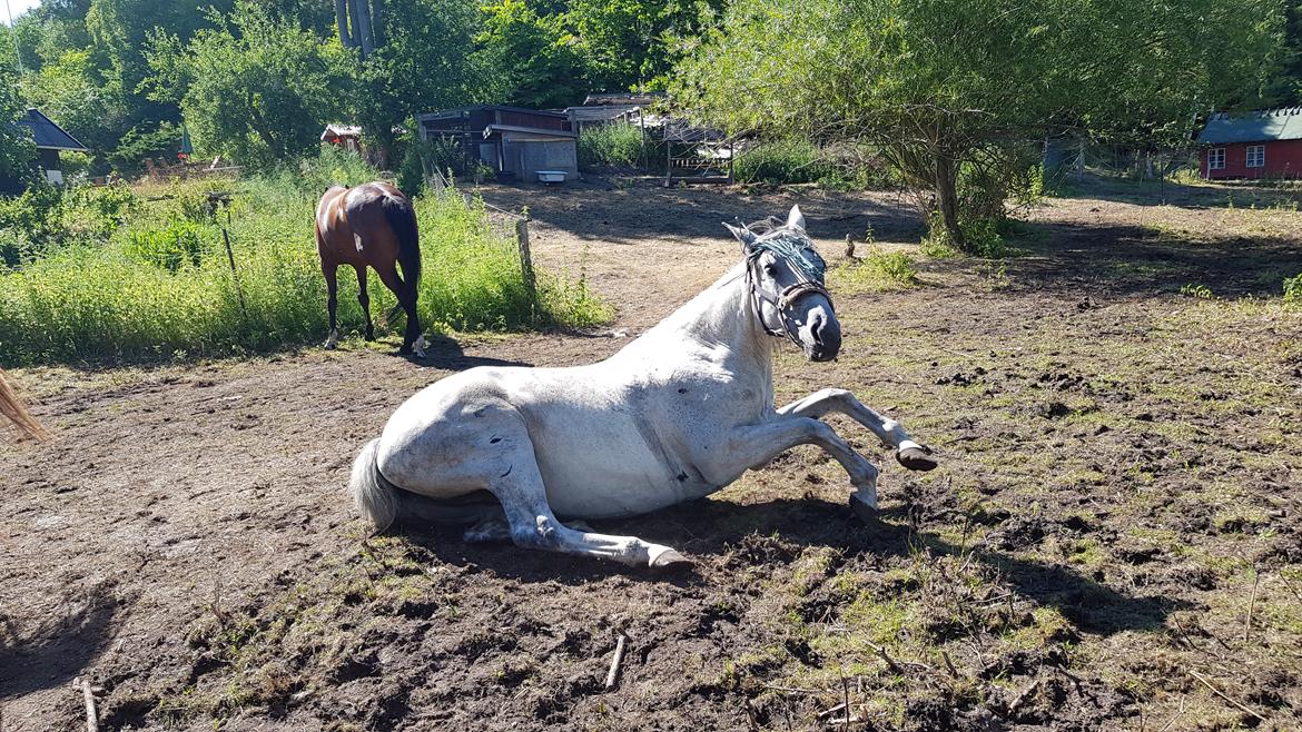 Anden særlig race Stensgården Marquis - Marquis tager glædeligt en rullletur. Så er man også så dejlig beskidt næste gang man skal strigles billede 7