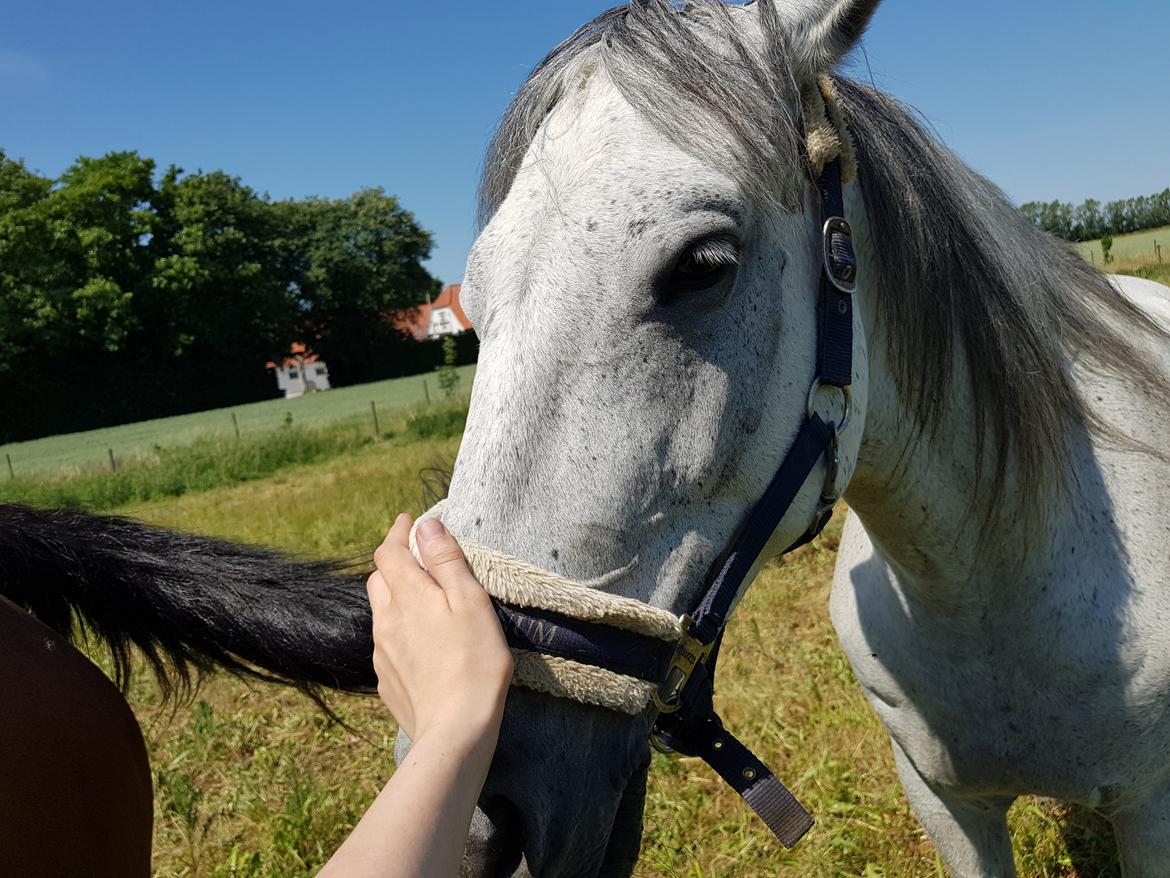 Anden særlig race Stensgården Marquis billede 12