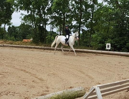 Arabisk fuldblod (OX) Day Dream billede 1