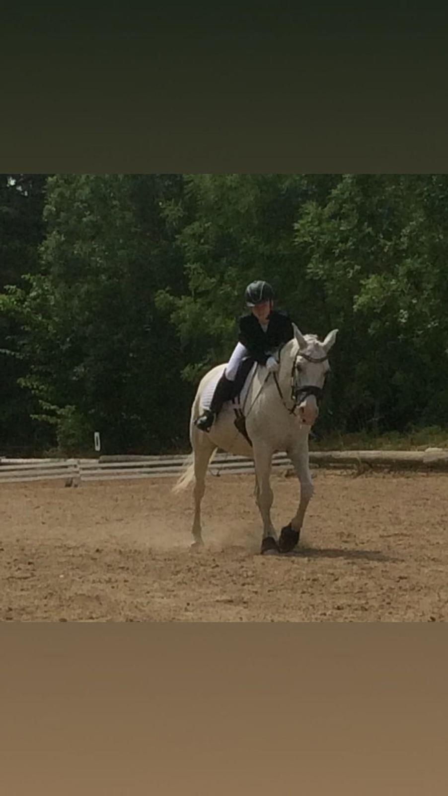 Arabisk fuldblod (OX) Day Dream billede 2