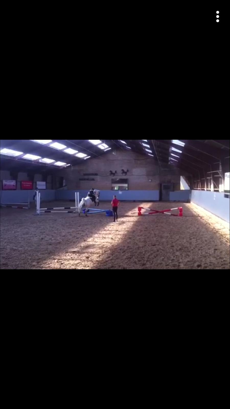 Arabisk fuldblod (OX) Day Dream billede 4