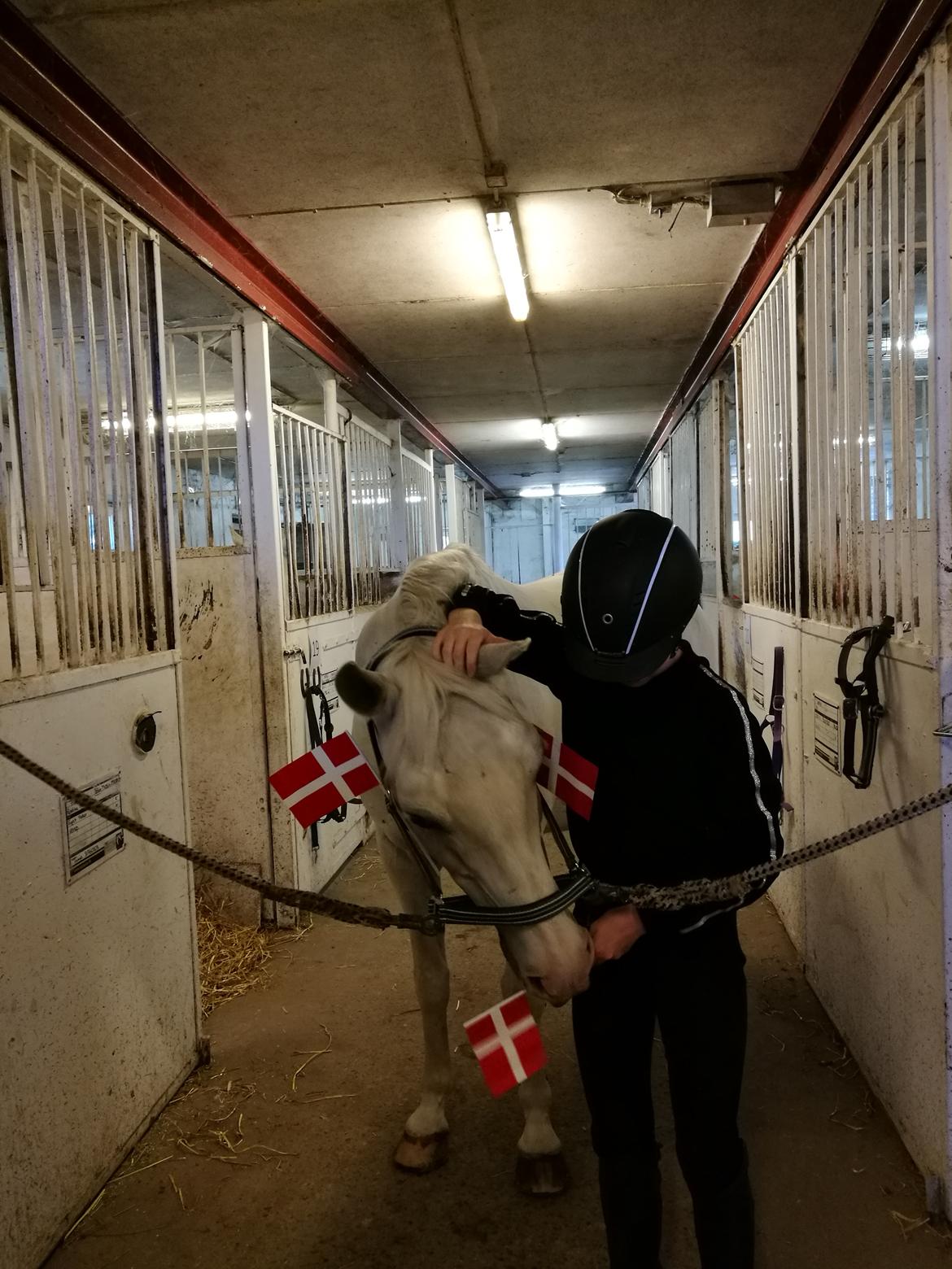 Arabisk fuldblod (OX) Day Dream billede 5