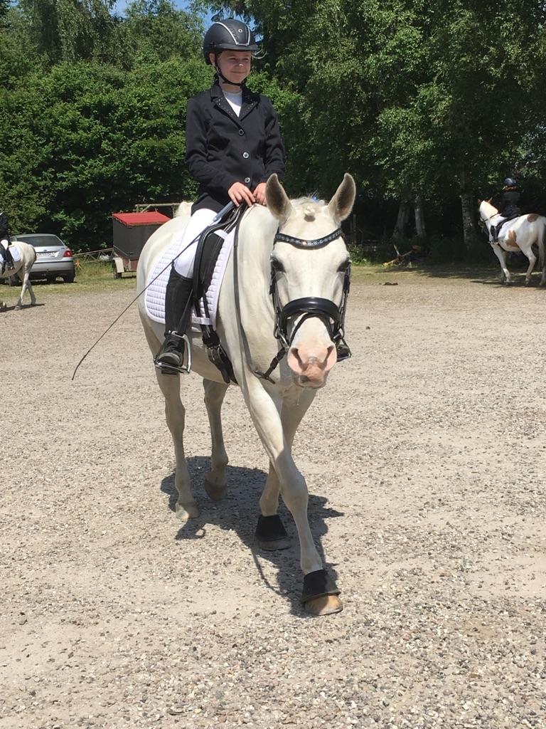 Arabisk fuldblod (OX) Day Dream billede 3