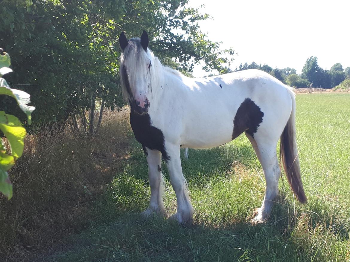 Drumhorse Alanas Dunja et Drumhorse Giant - Juli 2018 billede 19