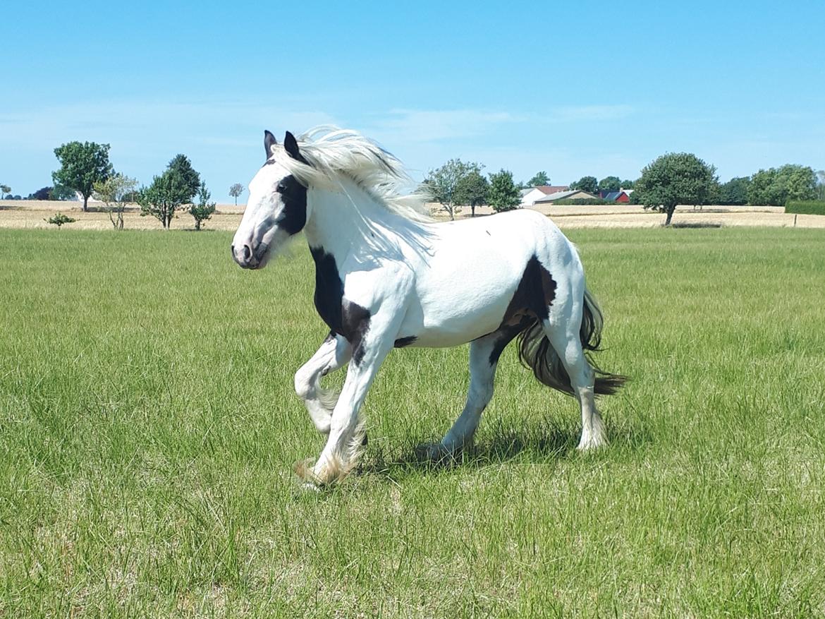 Drumhorse Alanas Dunja et Drumhorse Giant - Juli 2018 billede 1