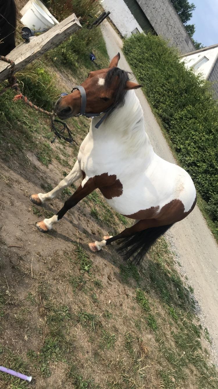 Shetlænder Smilla billede 15