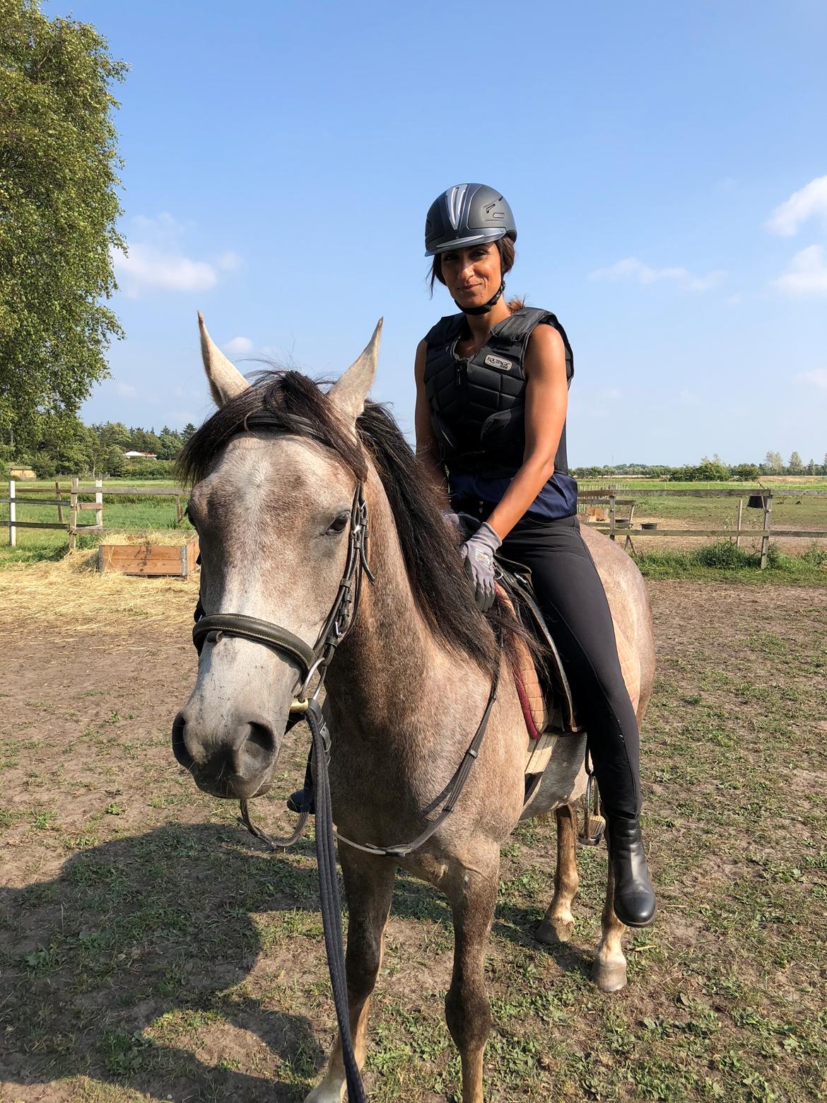 Arabisk fuldblod (OX) Dy ameer pasha ox billede 30