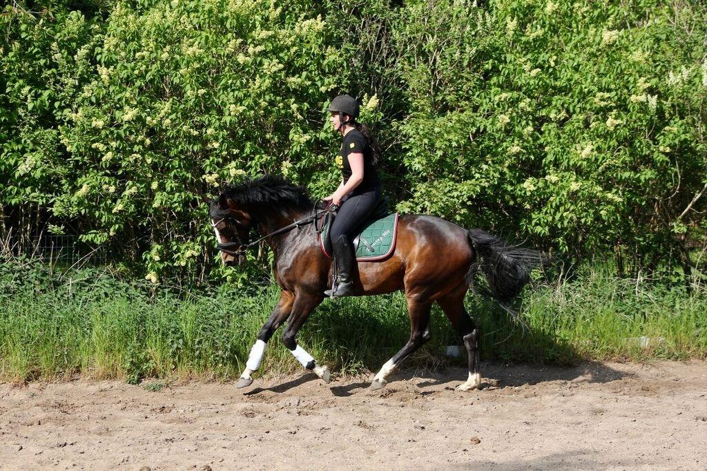 Dansk Varmblod Søballegårds Dancing hit billede 3