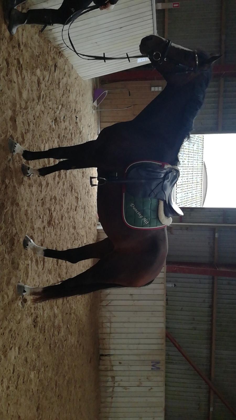 Dansk Varmblod Søballegårds Dancing hit billede 6