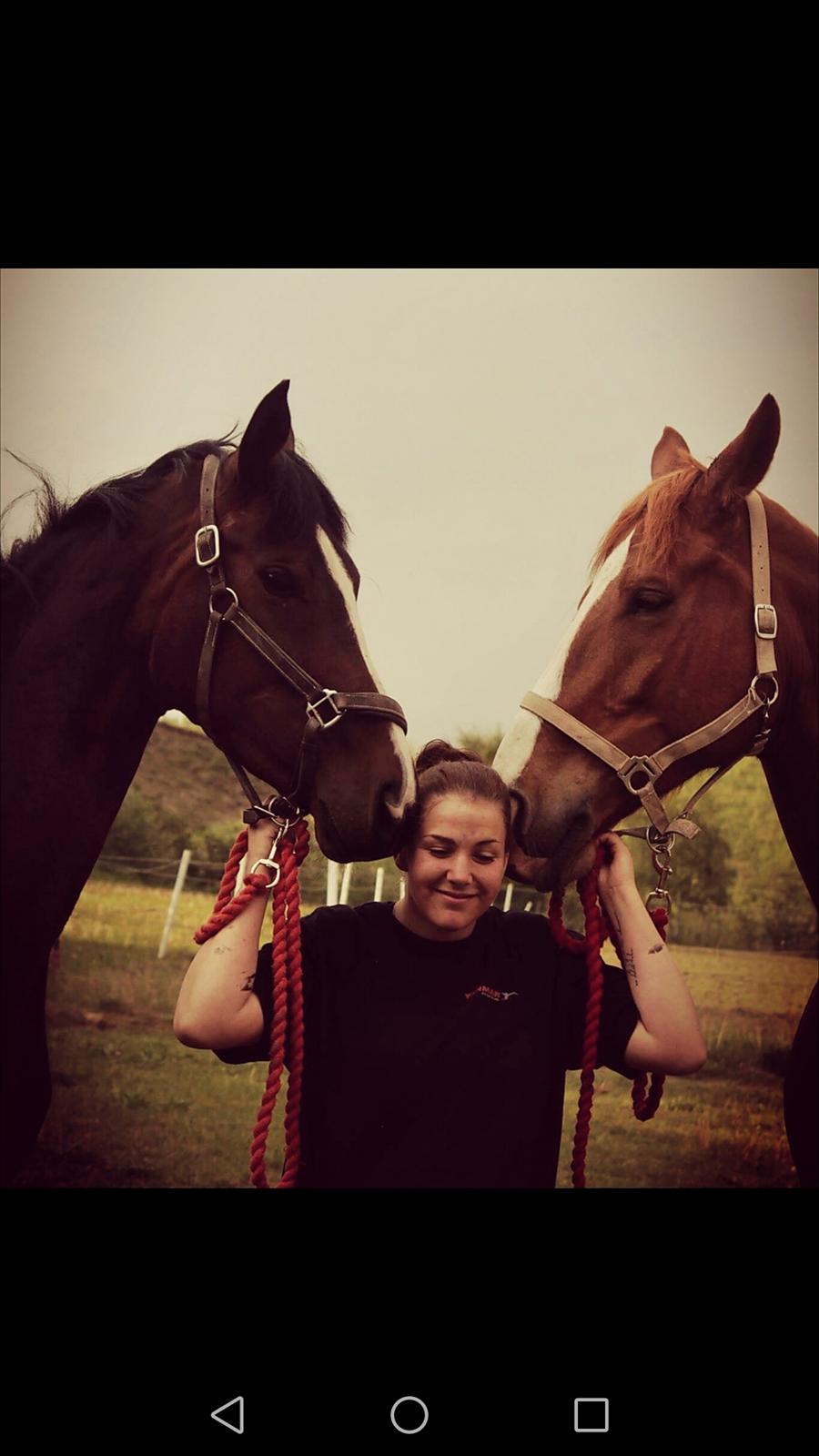 Dansk Varmblod Søballegårds Dancing hit billede 8