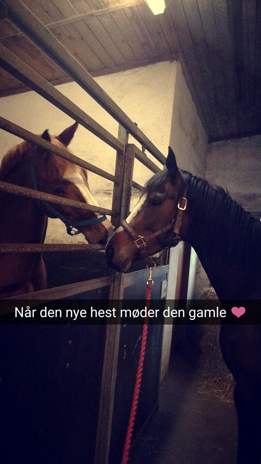 Dansk Varmblod Søballegårds Dancing hit billede 10