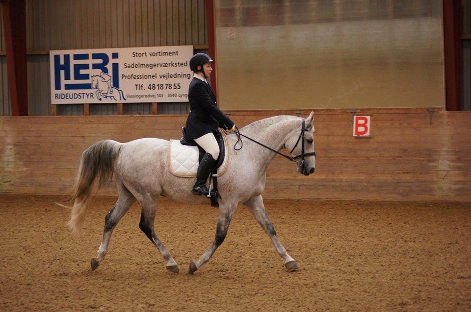 Shagya Araber (SH) Ho-Charmeur Bajar billede 3