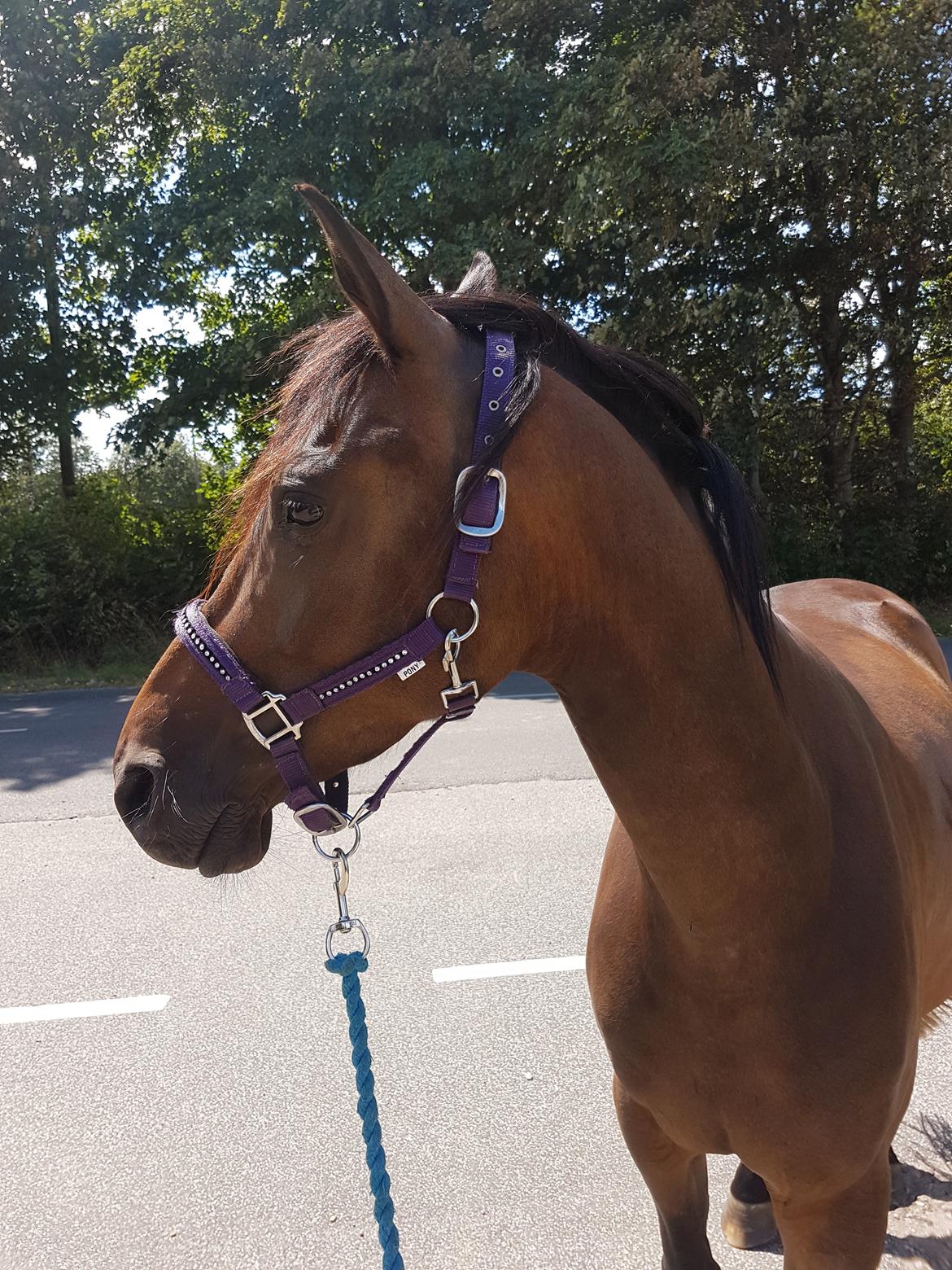 DSP Højs Don Selik  billede 1