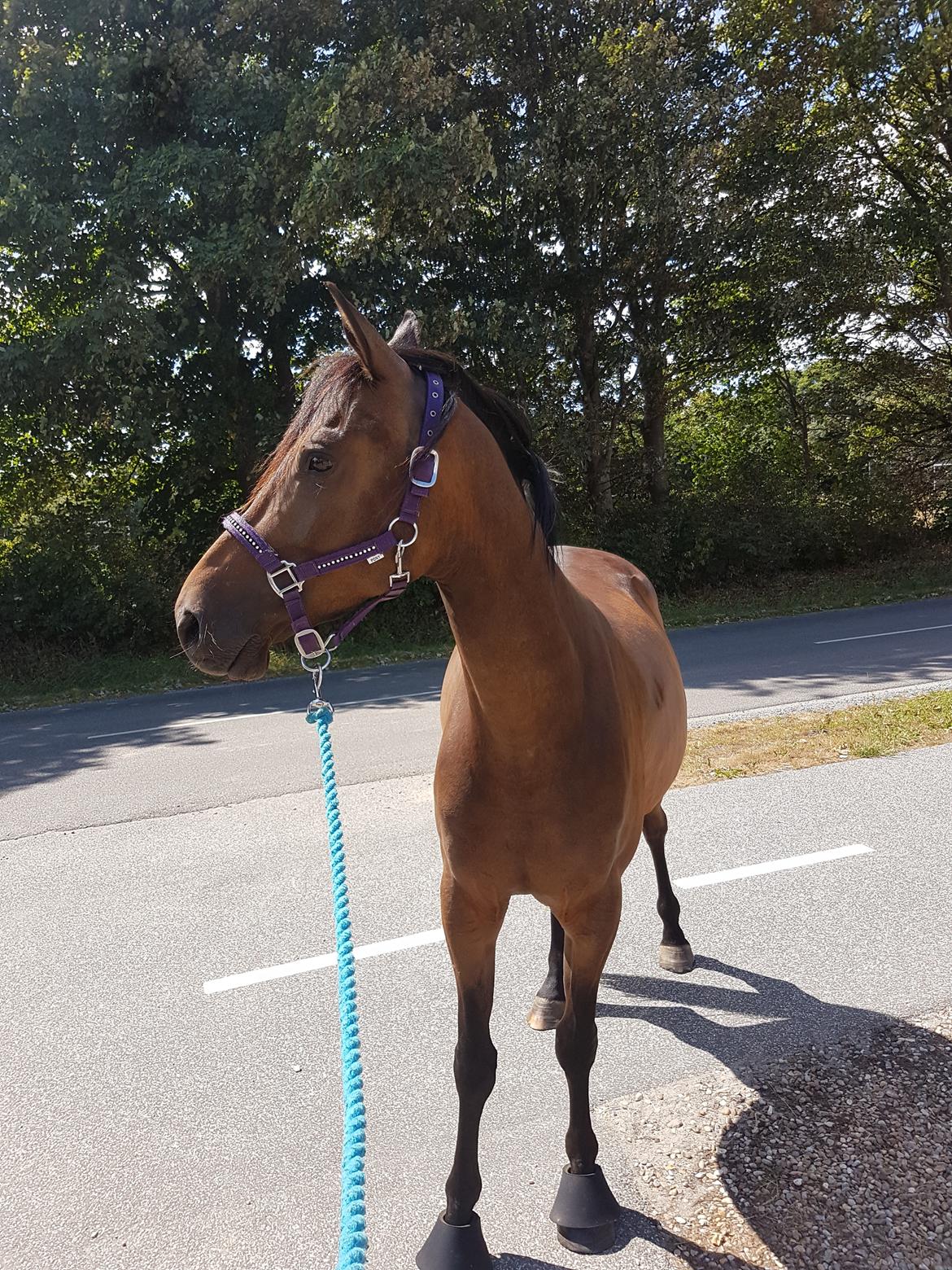 DSP Højs Don Selik  billede 2