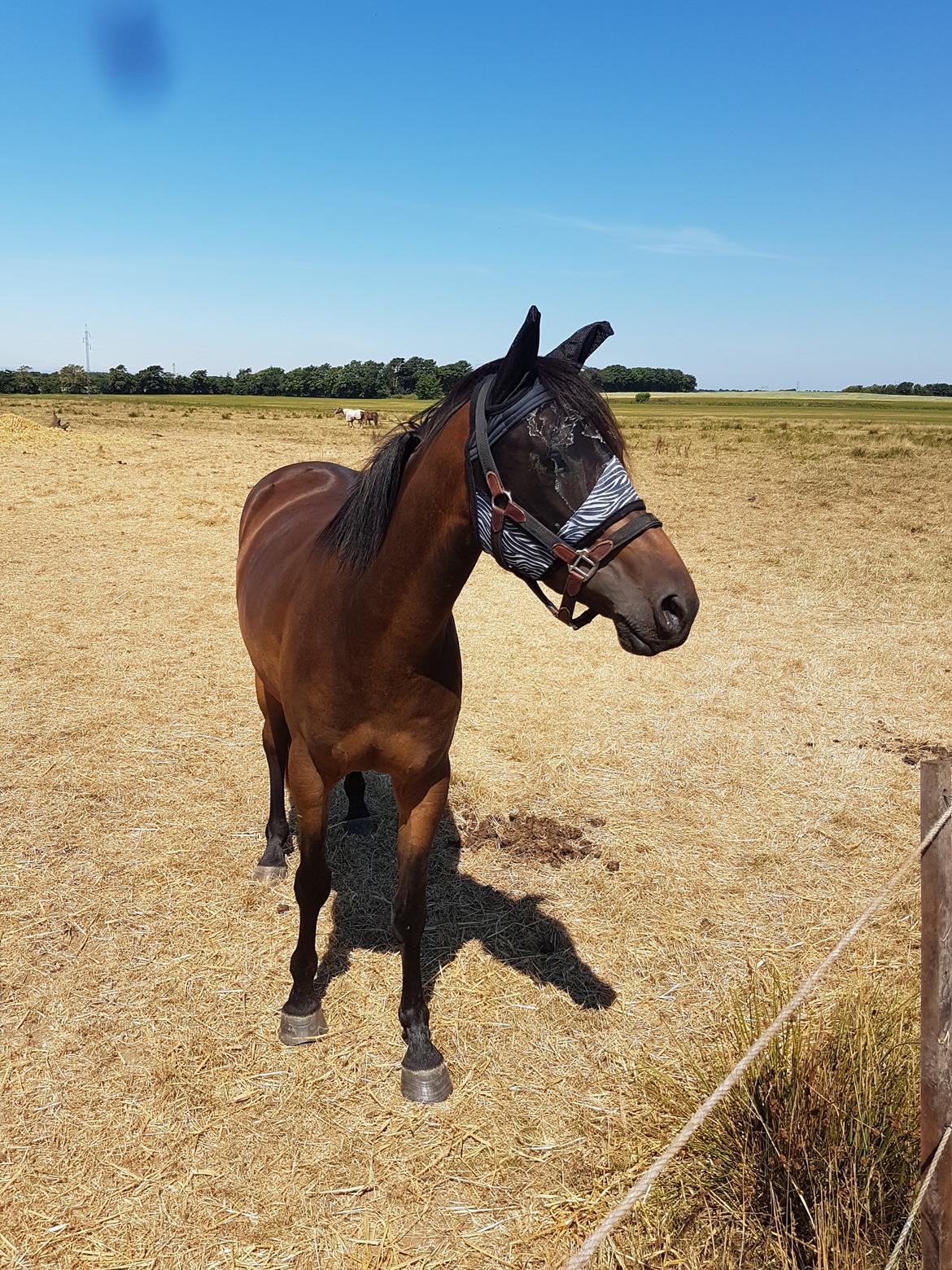 DSP Højs Don Selik  billede 3