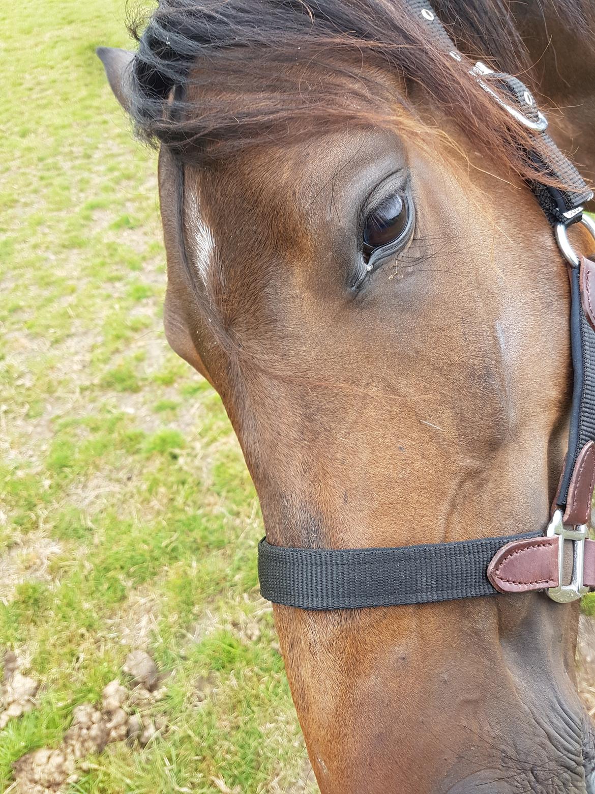 DSP Højs Don Selik  billede 4