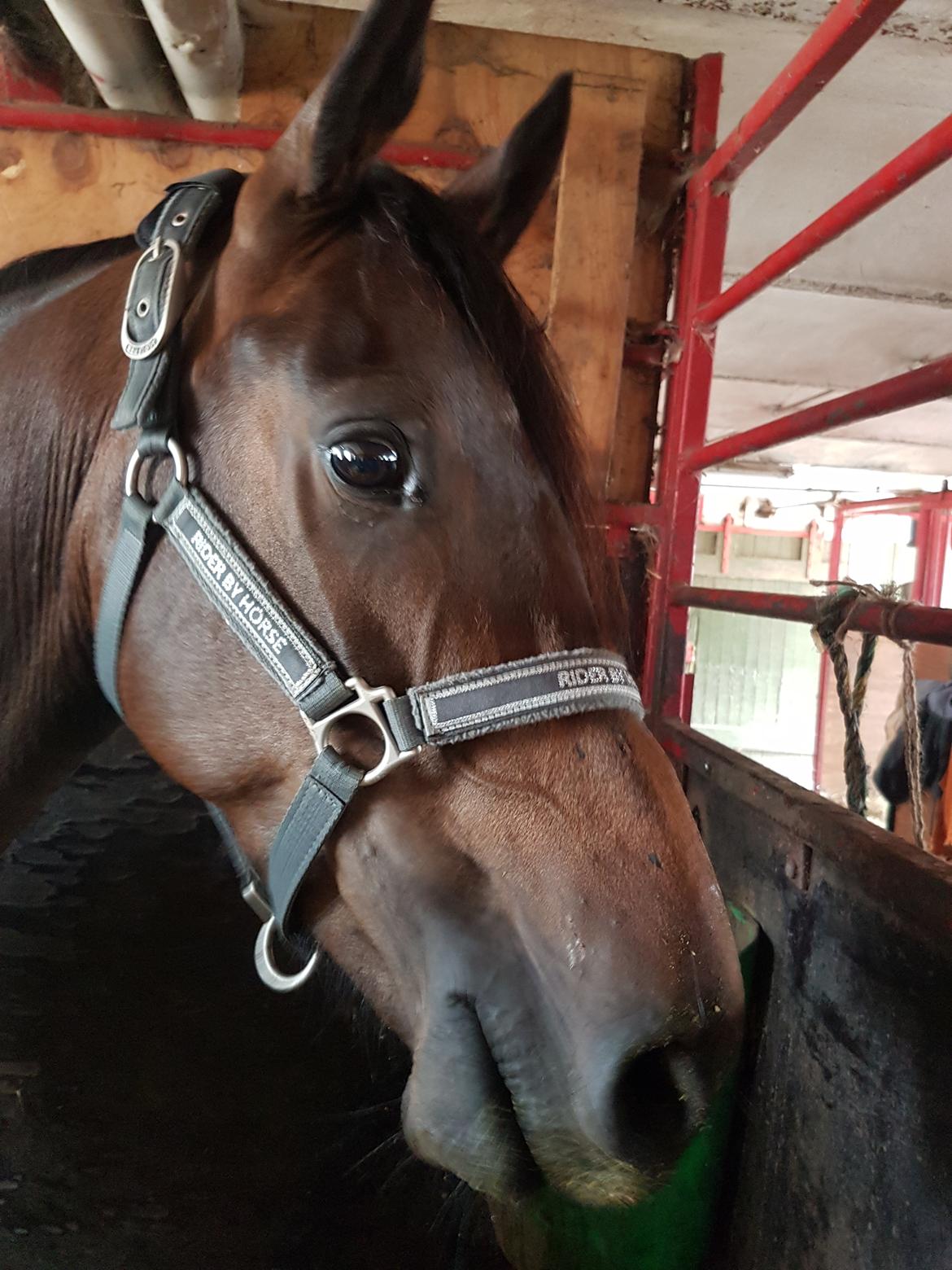 DSP Højs Don Selik  billede 5