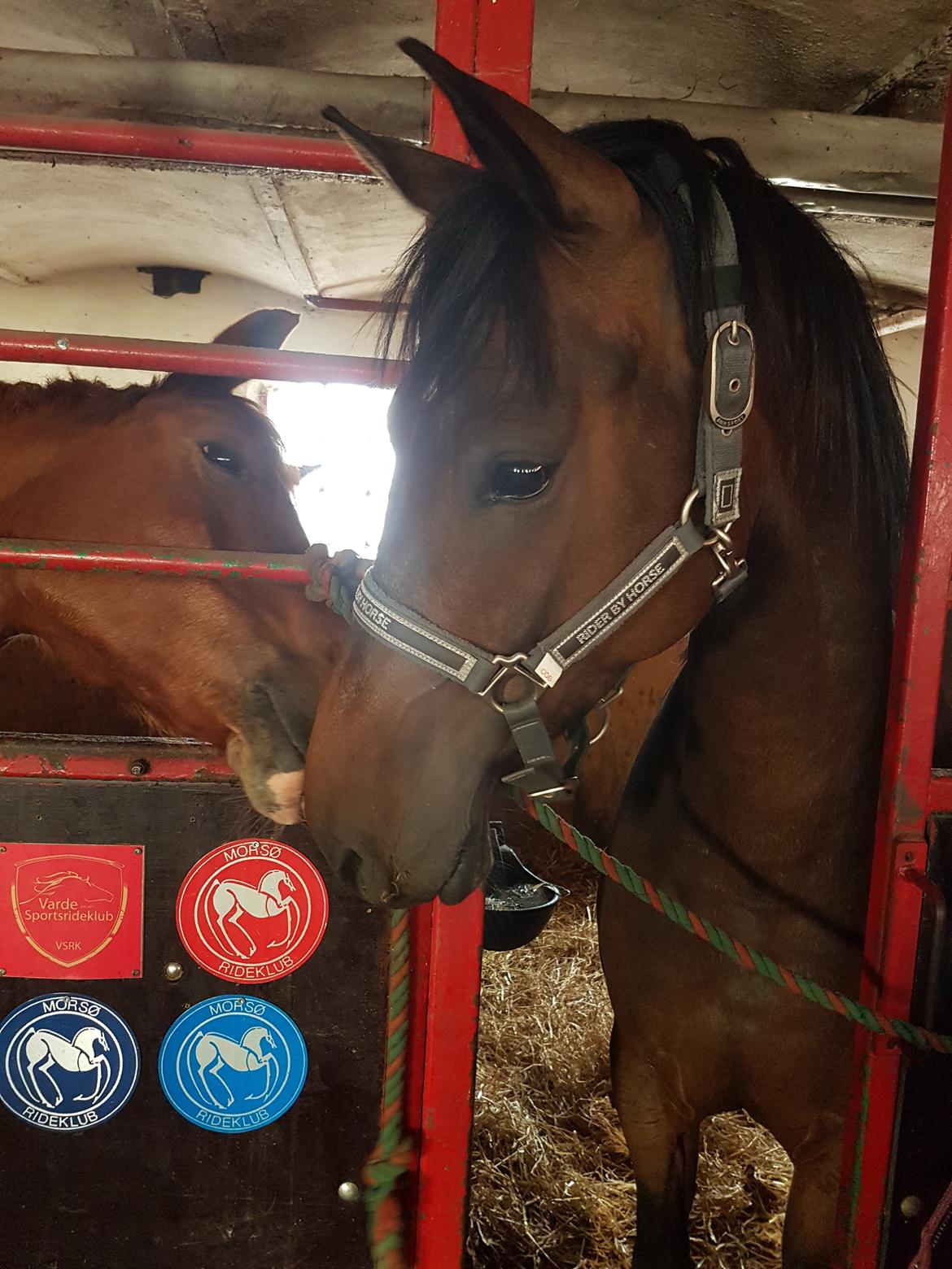 DSP Højs Don Selik  billede 6