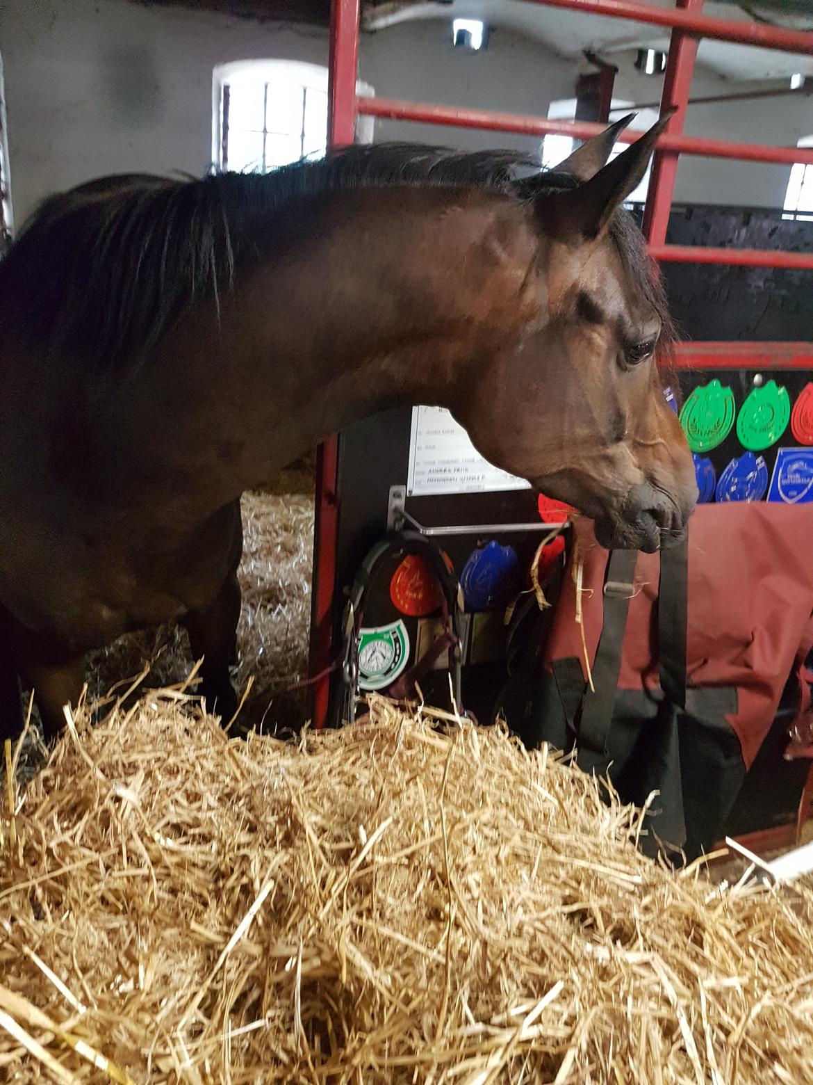 DSP Højs Don Selik  billede 7