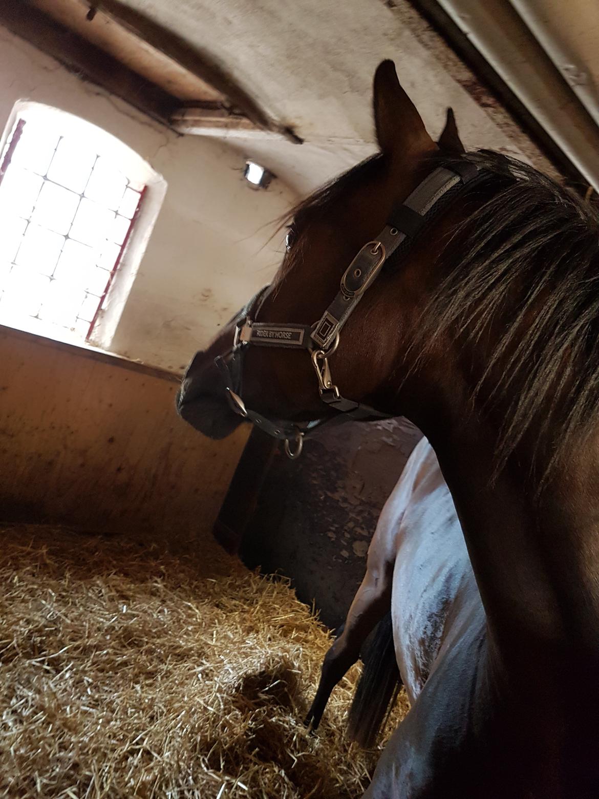 DSP Højs Don Selik  billede 8