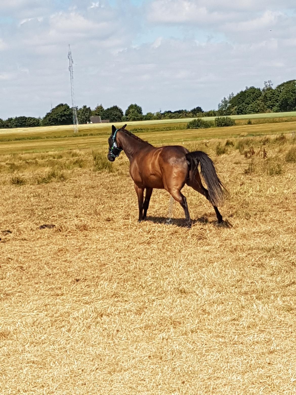 DSP Højs Don Selik  billede 9