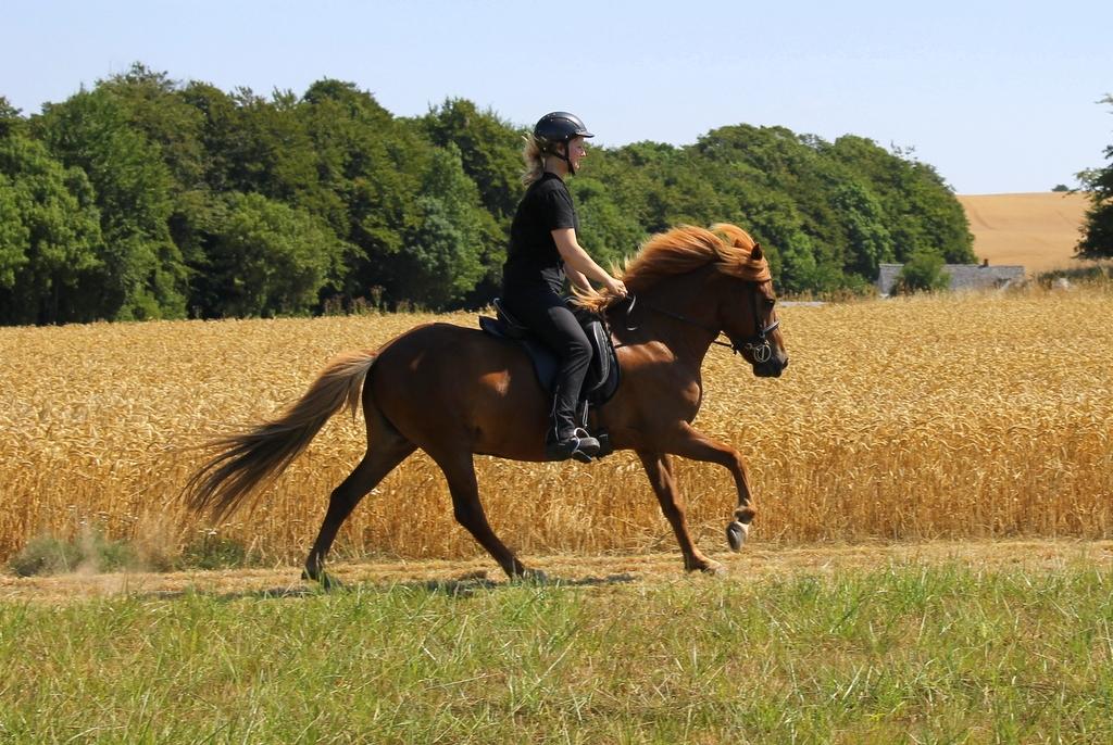 Islænder Glóblesa fra Stald Hovslag billede 10