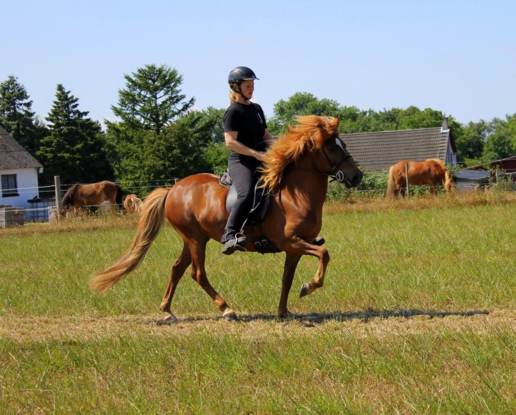 Islænder Glóblesa fra Stald Hovslag billede 4