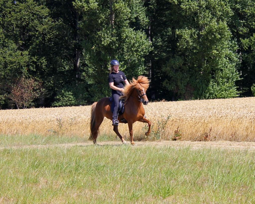 Islænder Glóblesa fra Stald Hovslag billede 12