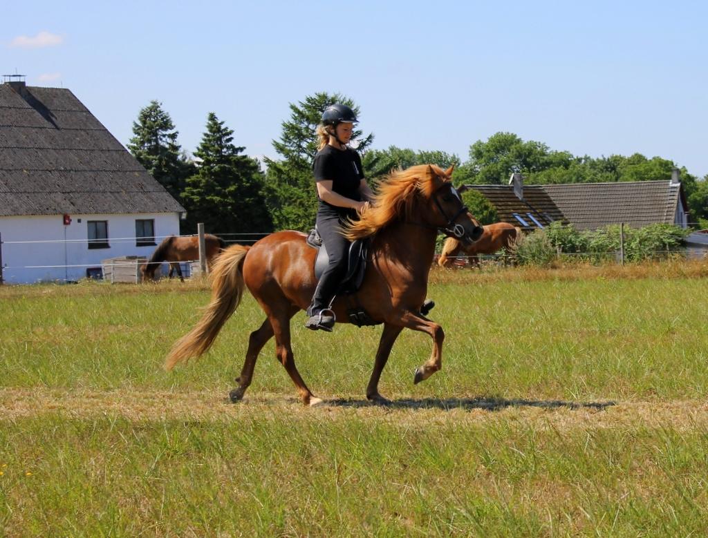 Islænder Glóblesa fra Stald Hovslag billede 1