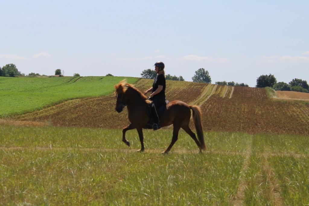 Islænder Glóblesa fra Stald Hovslag billede 37