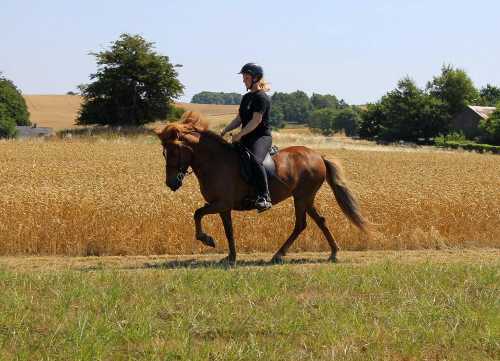 Islænder Glóblesa fra Stald Hovslag billede 6