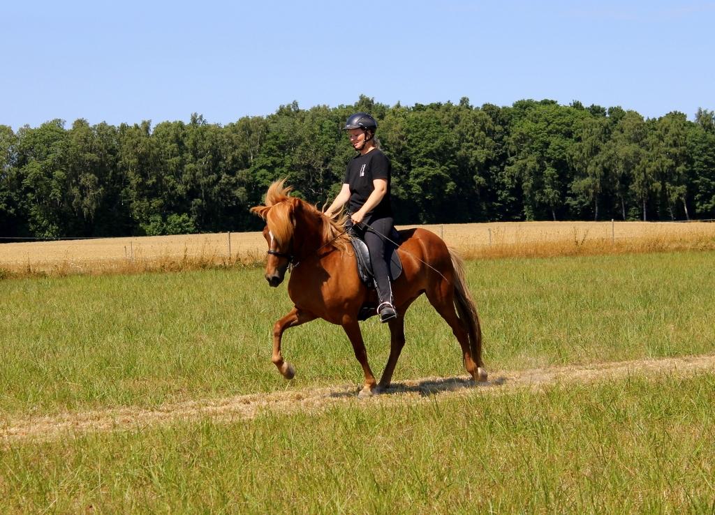 Islænder Glóblesa fra Stald Hovslag billede 32
