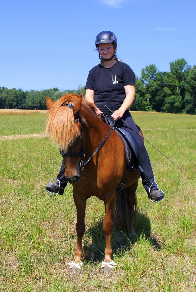 Islænder Glóblesa fra Stald Hovslag billede 9