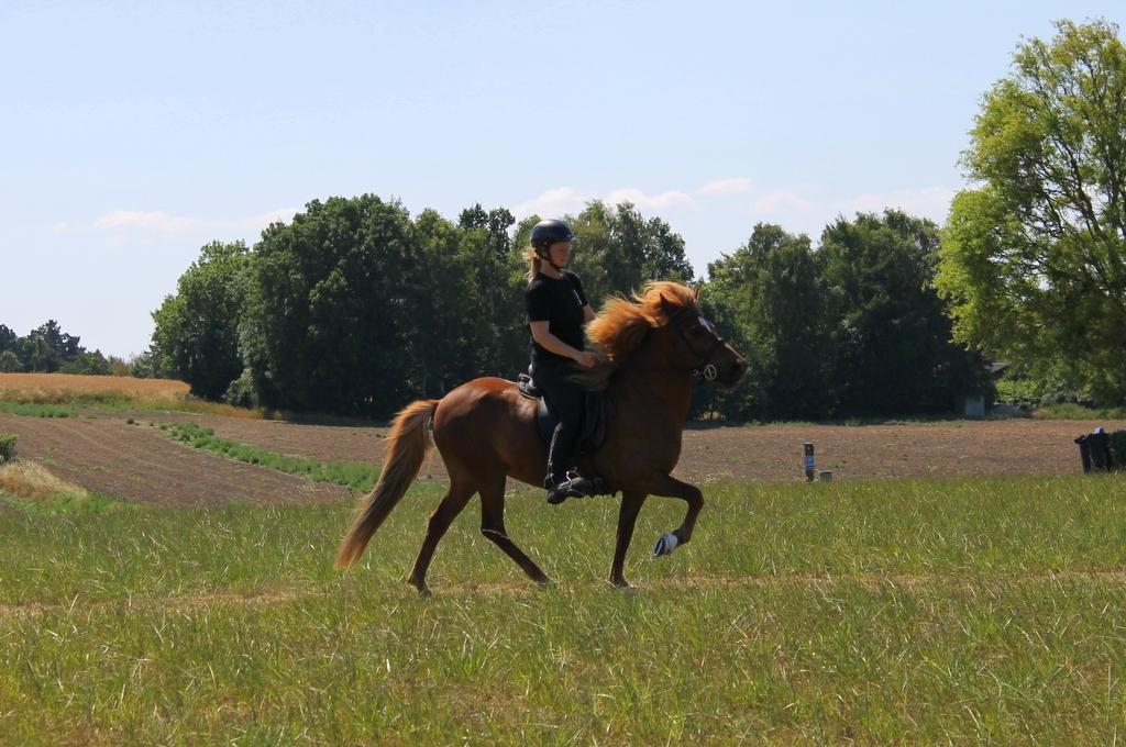 Islænder Glóblesa fra Stald Hovslag billede 8