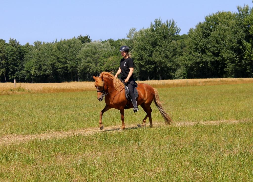 Islænder Glóblesa fra Stald Hovslag billede 27