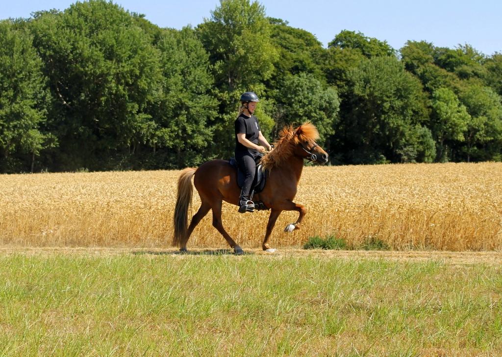 Islænder Glóblesa fra Stald Hovslag billede 5