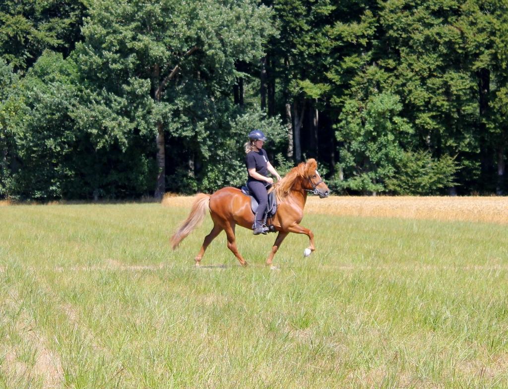 Islænder Glóblesa fra Stald Hovslag billede 31