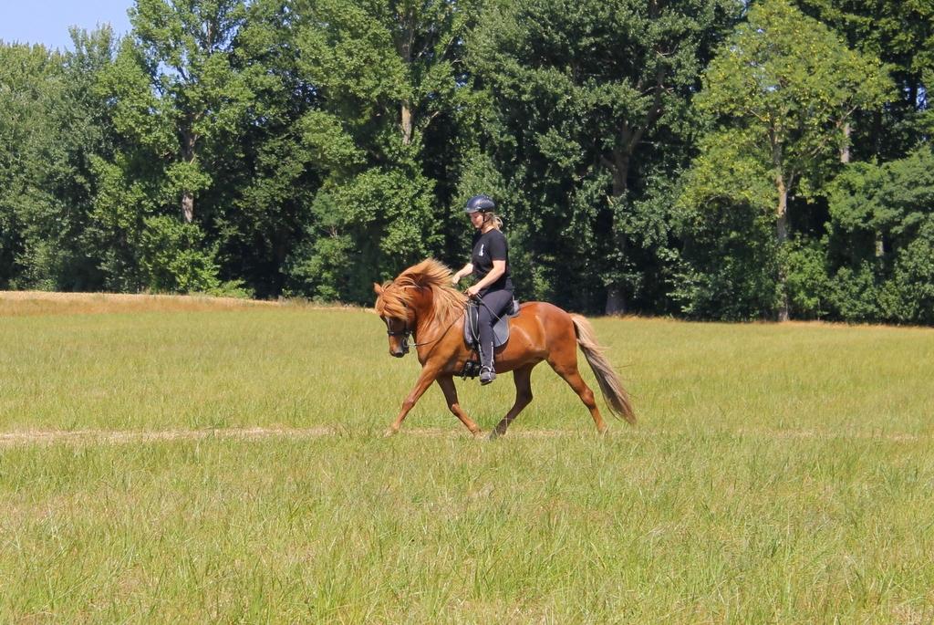 Islænder Glóblesa fra Stald Hovslag billede 28