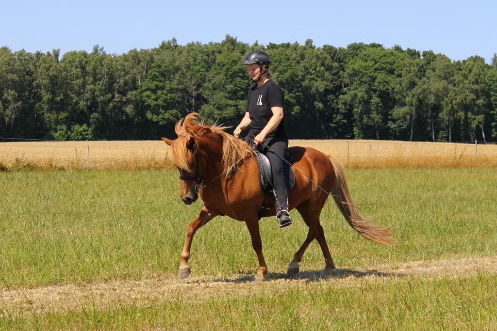 Islænder Glóblesa fra Stald Hovslag billede 2