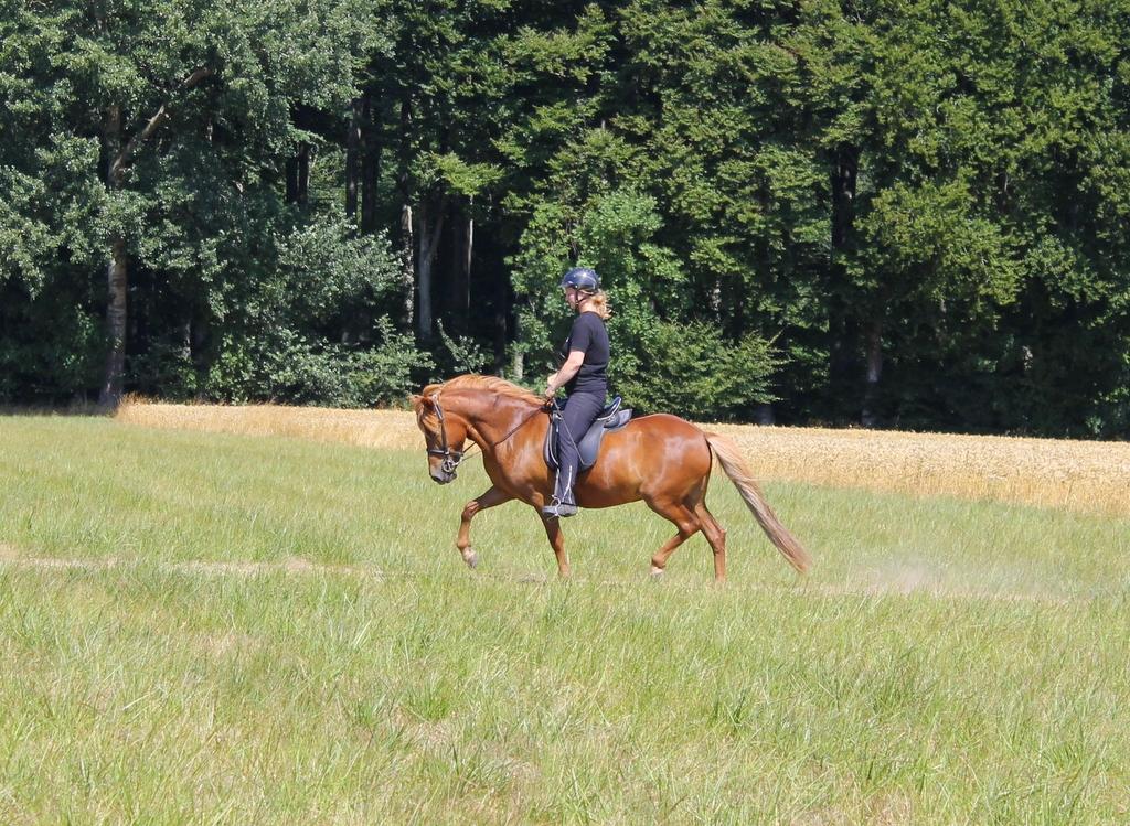 Islænder Glóblesa fra Stald Hovslag billede 38