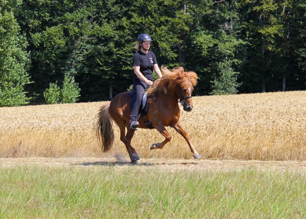 Islænder Glóblesa fra Stald Hovslag billede 39